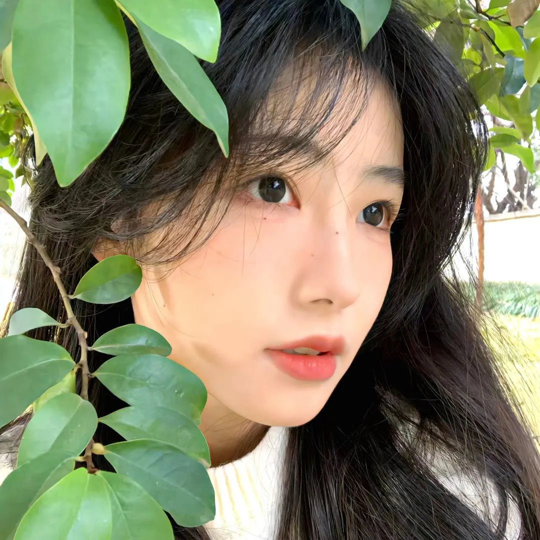 哈莱姆的郁金香